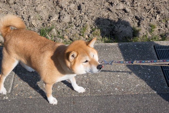 歩くのを拒否する柴犬