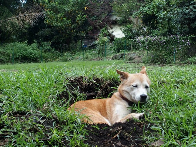 穴に入ってる犬