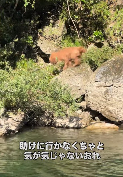 心配そうに右往左往
