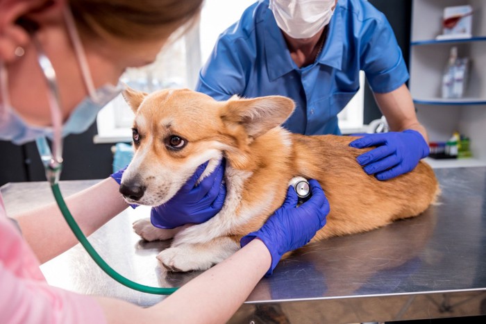 元気がなさそうな様子で診察を受ける犬