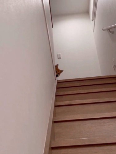 覗く柴犬