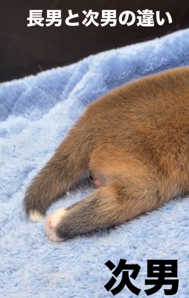 横向きになった子犬の後ろ足