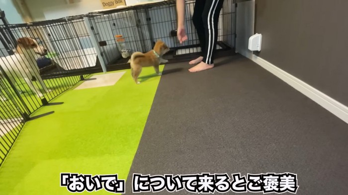 ぱんじろうくんと見守る先住犬