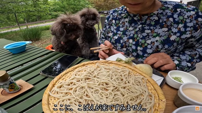 そばを食べる女性と犬2匹