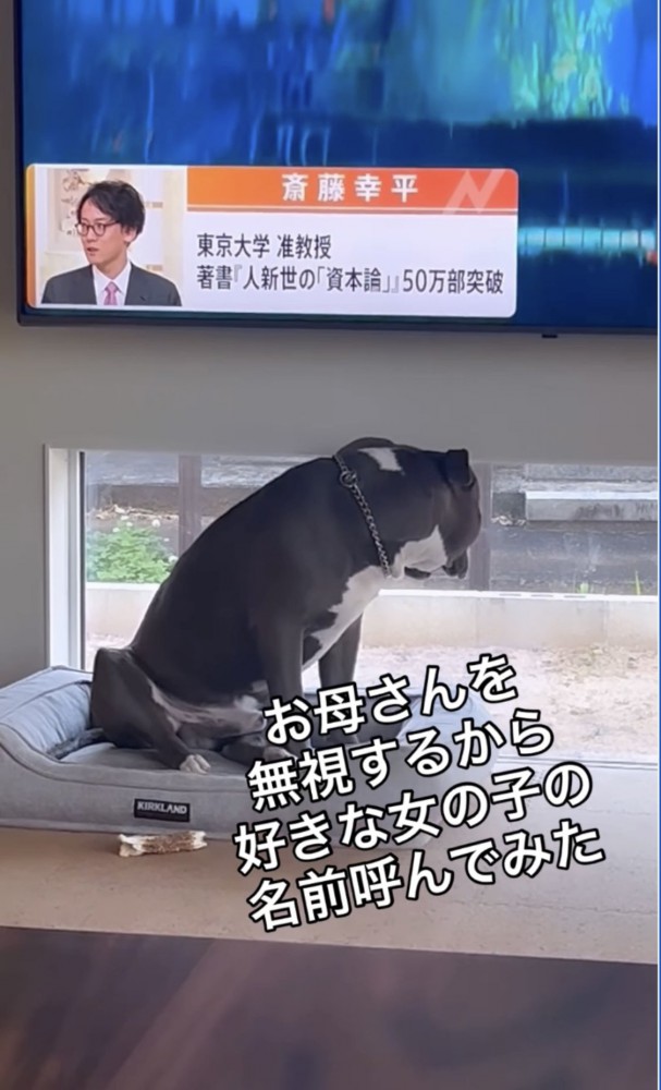 窓の外を見る犬