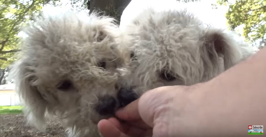 顔をくっつける2匹の犬