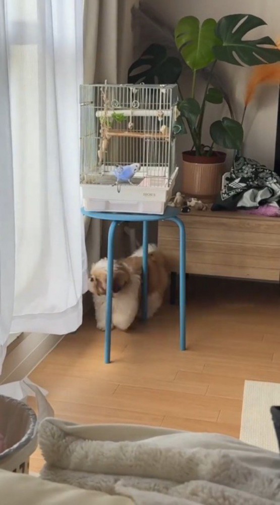 鳥かごの周りを歩く犬