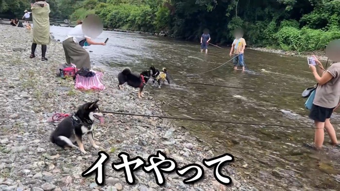 川に入ることを拒否！