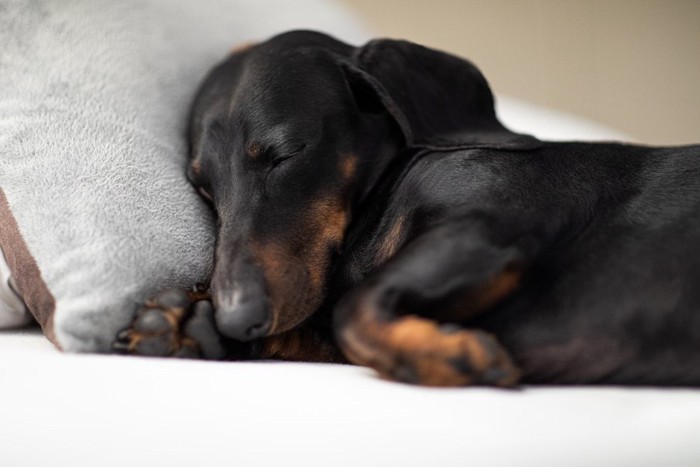 ベッドで寝ている犬