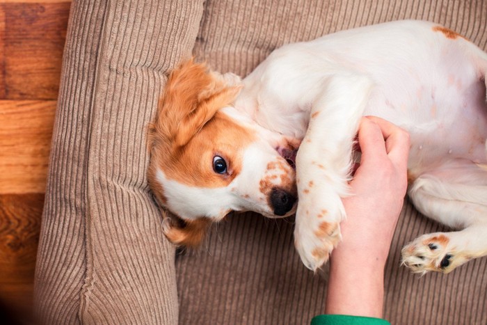 撫でられている犬