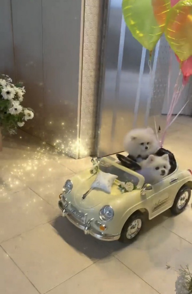 車に乗って登場する2匹の犬