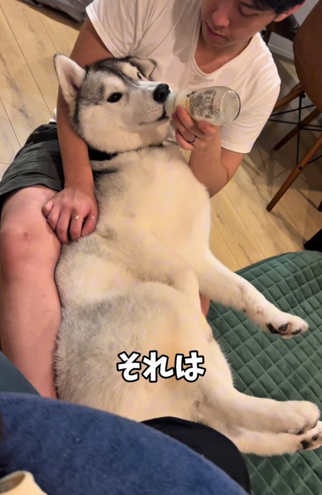 ミルクを飲む大型犬