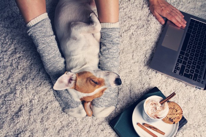 パソコン作業をする飼い主の足元で眠っている犬