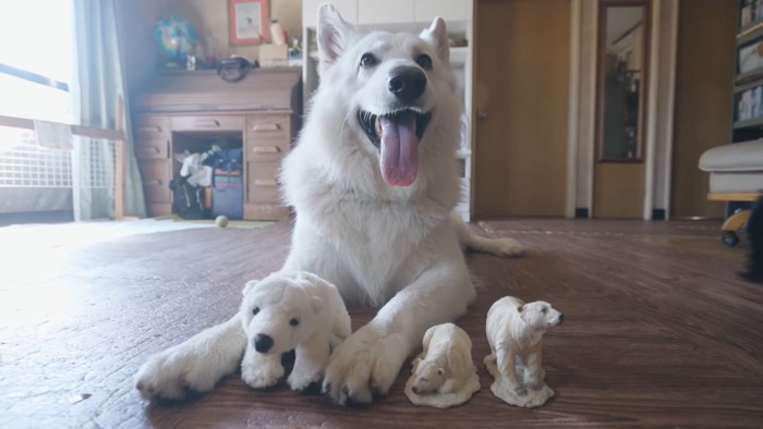 伏せる白い犬