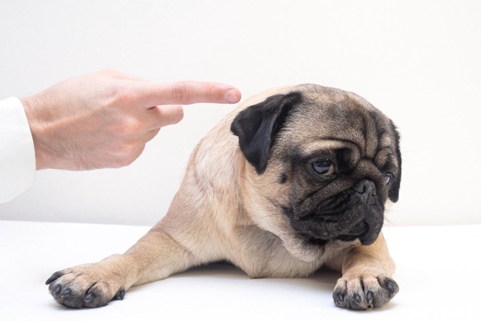 叱られて嫌な顔をする犬