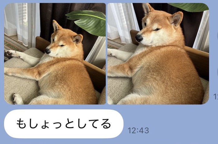 もしょっとしてる