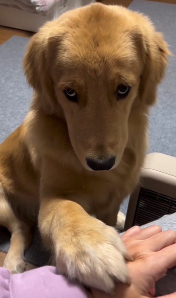 飼い主の腕に手を置き目遣いをする犬