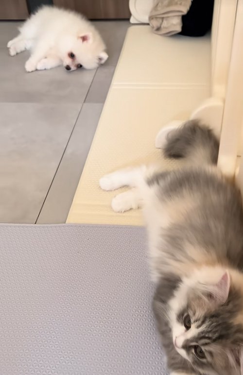 横になる子犬と子猫