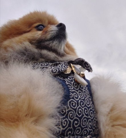 同じ犬