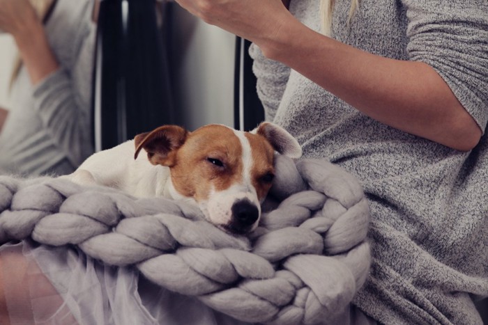 ブランケットの上で眠る犬