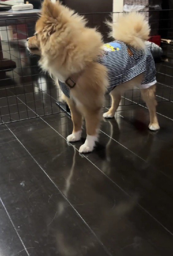 玄関のチャイムが鳴ると…