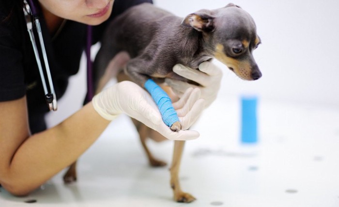 足に包帯を巻かれている犬