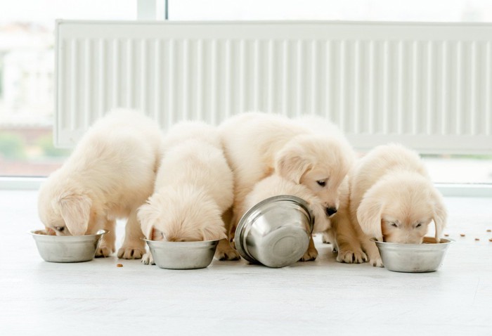 子犬食事中