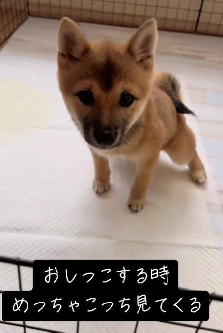 「ママ…成功してるよ！」
