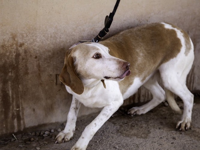 怯える犬、黒いリード