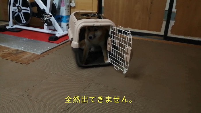 クレートから出てこないららちゃん