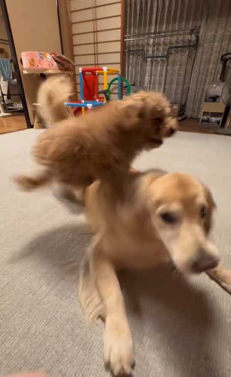 みるくちゃんと蘭ちゃん7