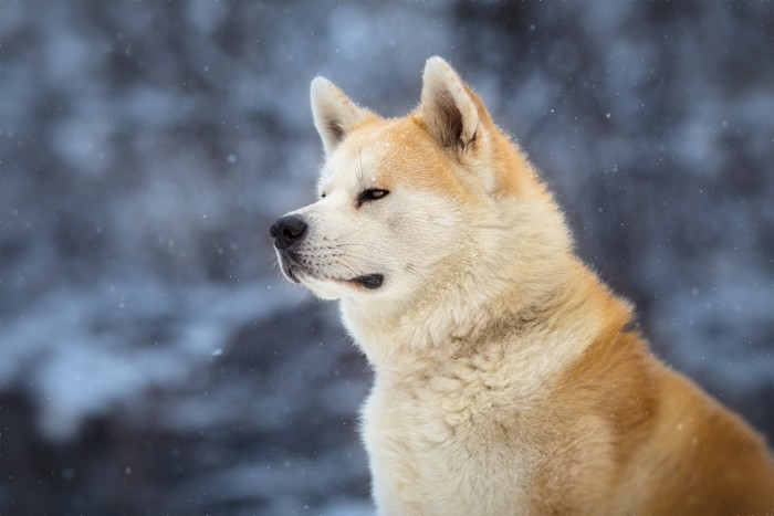 遠くを見つめる秋田犬