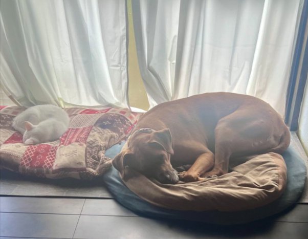 土佐犬