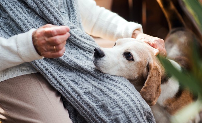 飼い主の膝の上に顎を乗せる犬