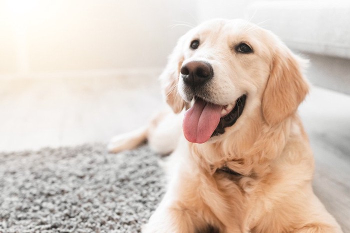 床に座る犬