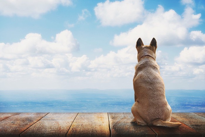 青い空と犬の後ろ姿