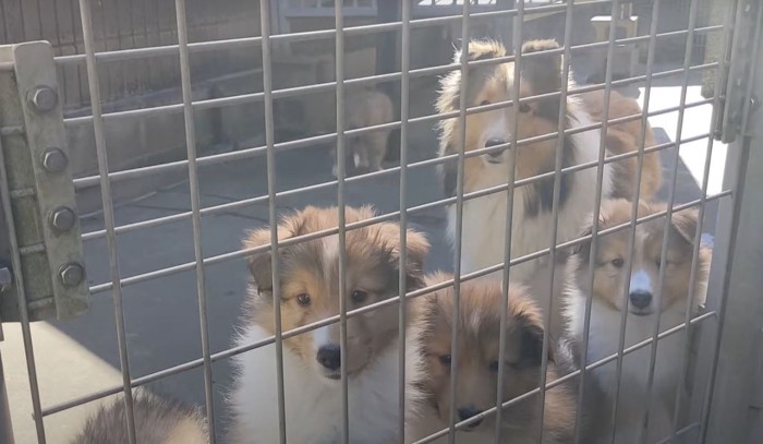 柵越しの母犬と子犬たち