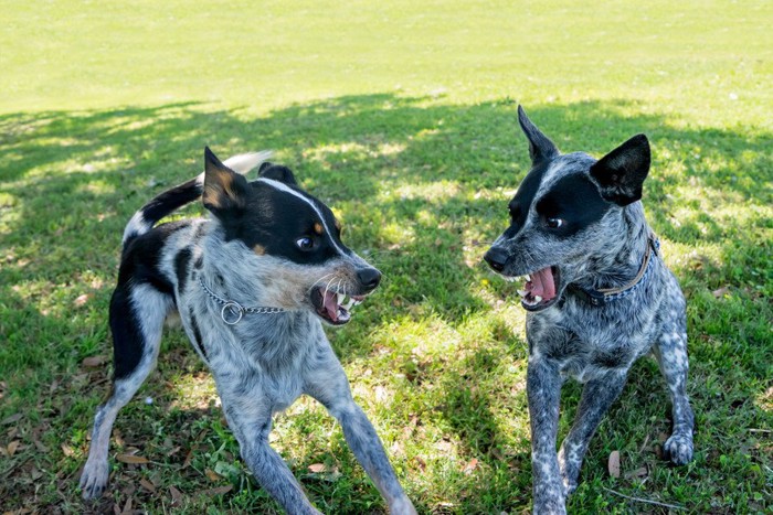 唸る二匹の犬