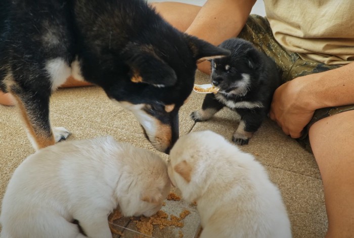 ご飯を食べる子犬達を見下ろす母犬