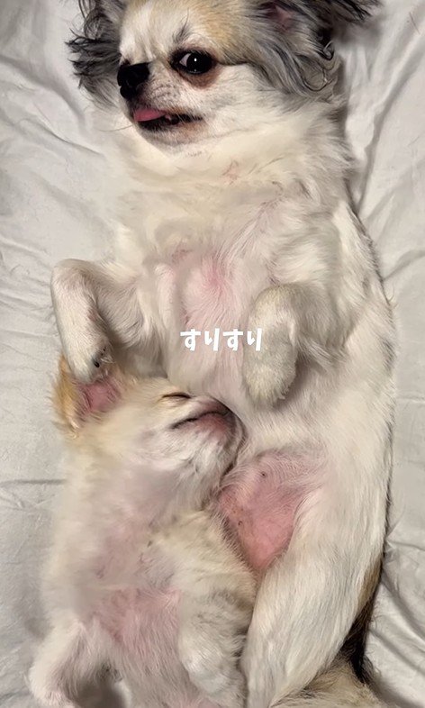 ぽてと君とお兄ちゃん犬2