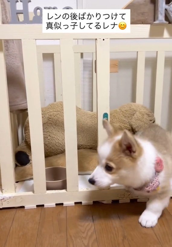 レンくんを探すレナちゃん