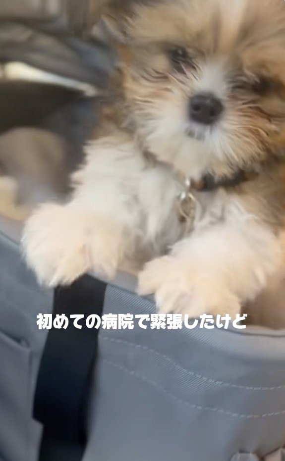 緊張するこげまるくん