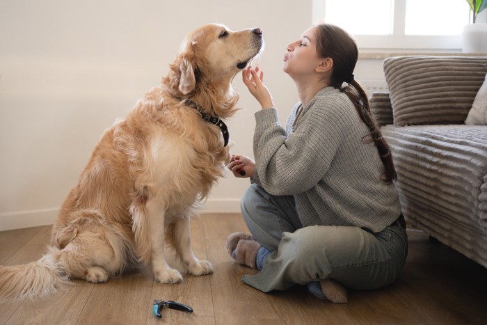 落ち着いて穏やかに人と交流する犬