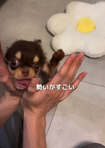 飼い主の手にぶつかって舌が出る子犬