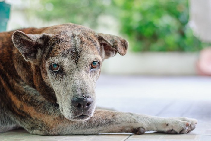 ぼんやりした感じのシニア犬