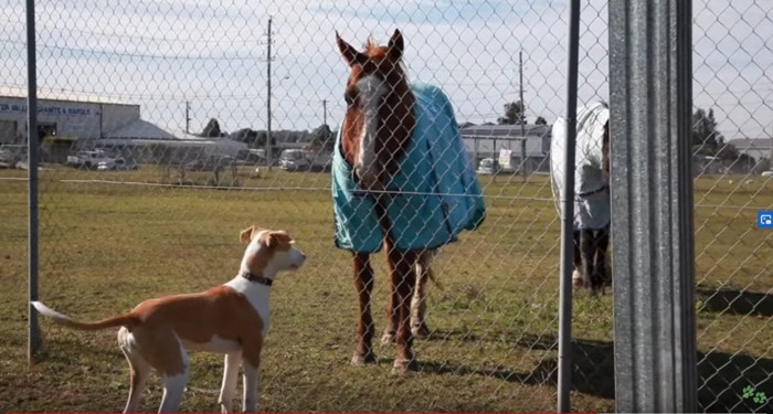 犬と馬