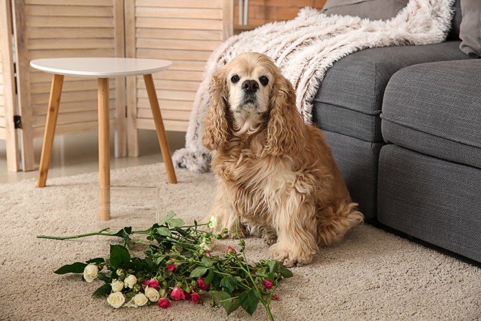 花瓶を落とした犬