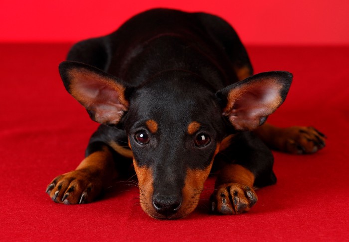 赤い敷物の上に伏せるトイ・マンチェスター・テリアの子犬