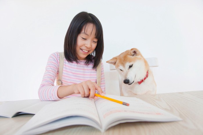 子供の学習を見守る柴犬