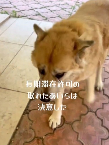 投稿者の方へ歩いてくる犬